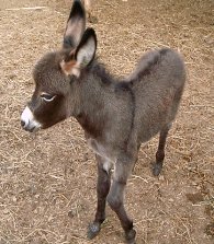 Stormy's Foal
